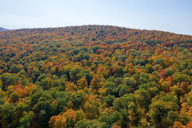 Aerial view of a dense forest in autumn, with trees displaying vibrant shades of green, orange, red, and yellow under a clear blue sky.